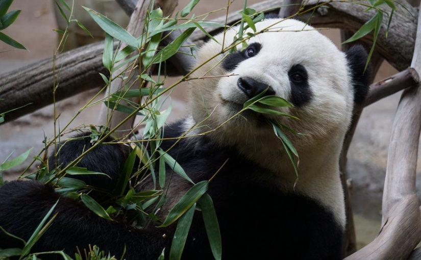 algoritmo panda