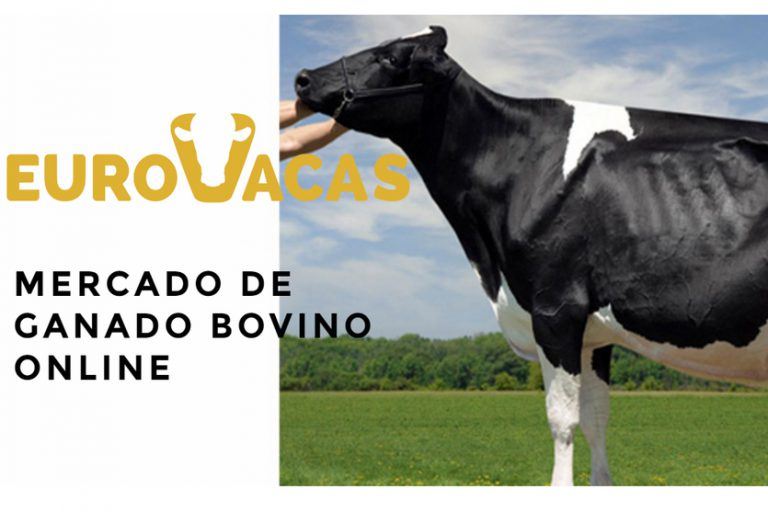 Eurovacas, innovación en el sector ganadero tras pasar por IEBS Eurovacas, innovación en el sector ganadero tras pasar por IEBS