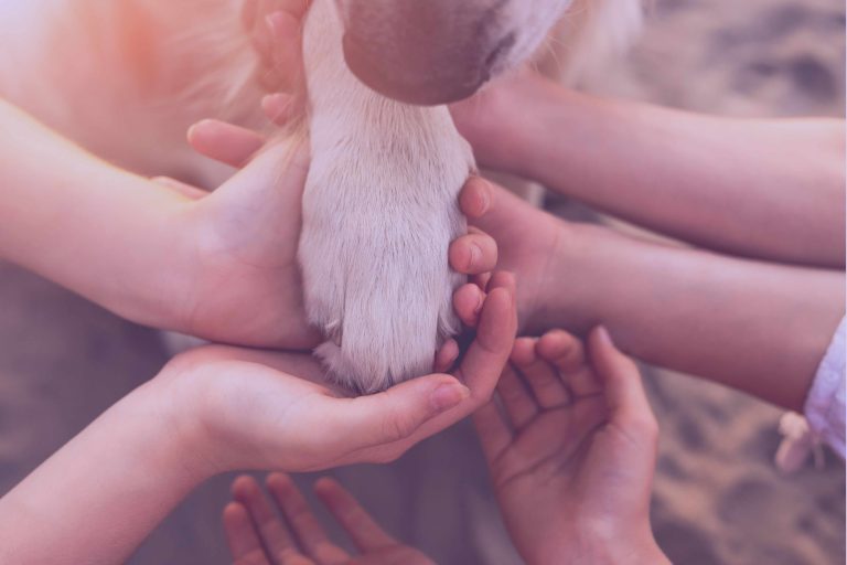 «Convertimos el rescate animal en una misión colectiva y sostenible donde las marcas financian el impacto» «Convertimos el rescate animal en una misión colectiva y sostenible donde las marcas financian el impacto»