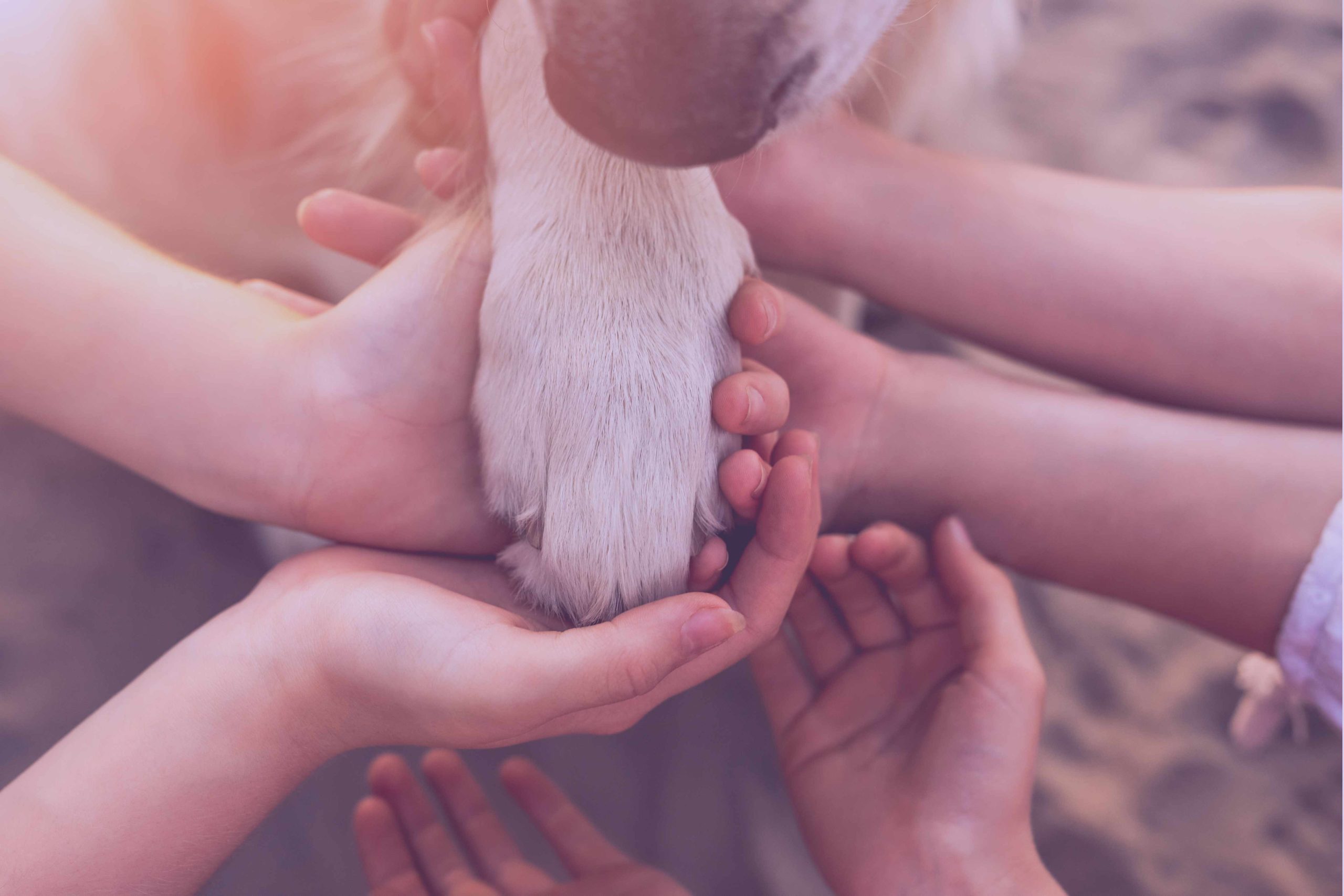 «Convertimos el rescate animal en una misión colectiva y sostenible donde las marcas financian el impacto»